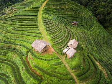 云雾深处有人家 高地茶种植园的露台画卷