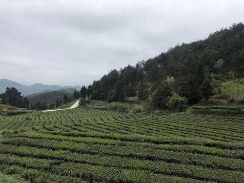 甘龙村 茶叶种植绿了荒山富了民