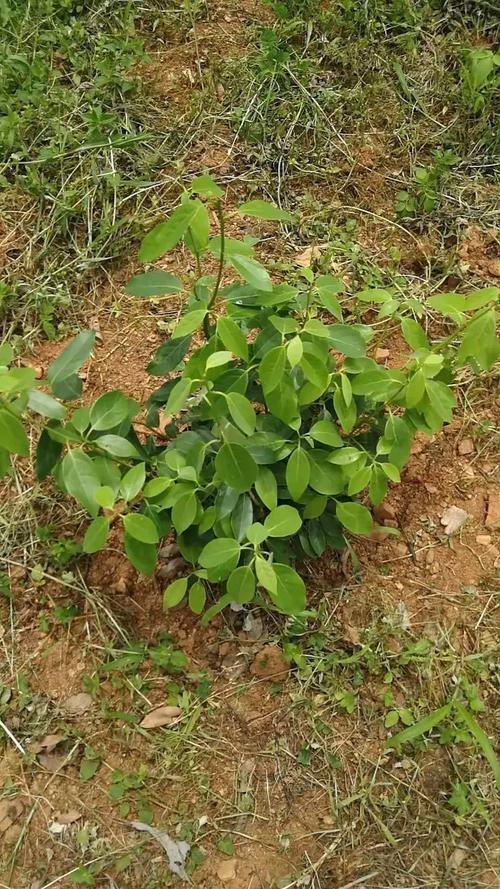 劳动致富 东川老鹰茶种植模范户李朝能的茶叶种植之路