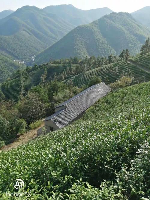 高山有机茶叶的种植环境与管理