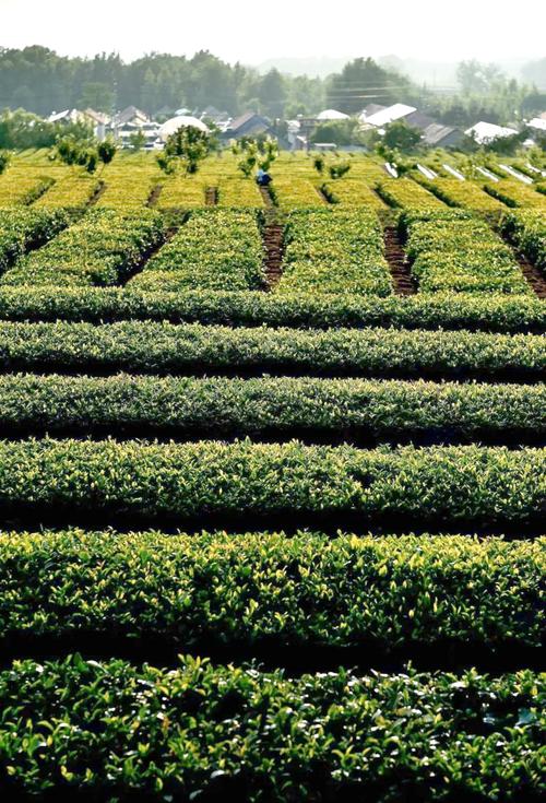 国际茶日寻香之旅 探访日照绿茶的种植与加工密码