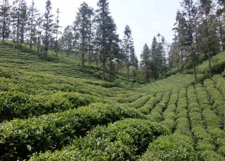 农业企业茶叶种植 现状、挑战与高质量发展路径