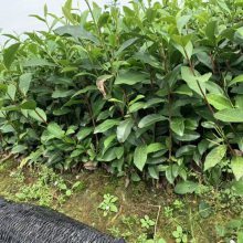 【湘西州2019年茶苗-厂家直销茶叶树苗图片】湘西州2019年茶苗-厂家直销茶叶树苗 - 雅安市名山区超众苗木种植农民专业合作社