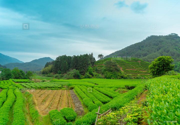 茶山茶园茶叶种植基地