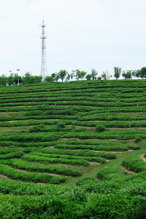 茶叶种植园