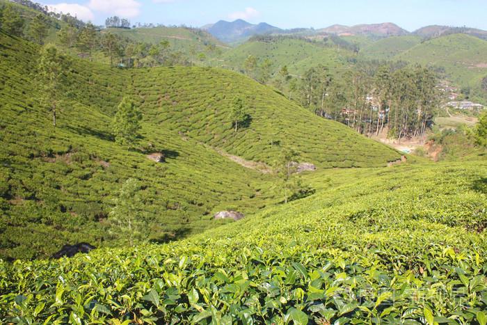 山和茶叶种植园