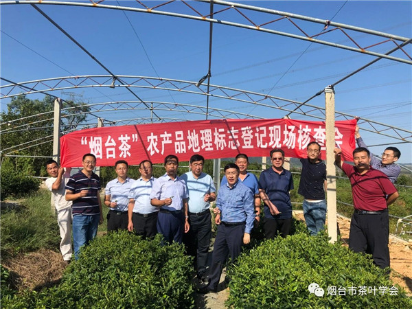 烟台茶荣获国家农产品地理标志登记保护 茶叶种植的新篇章