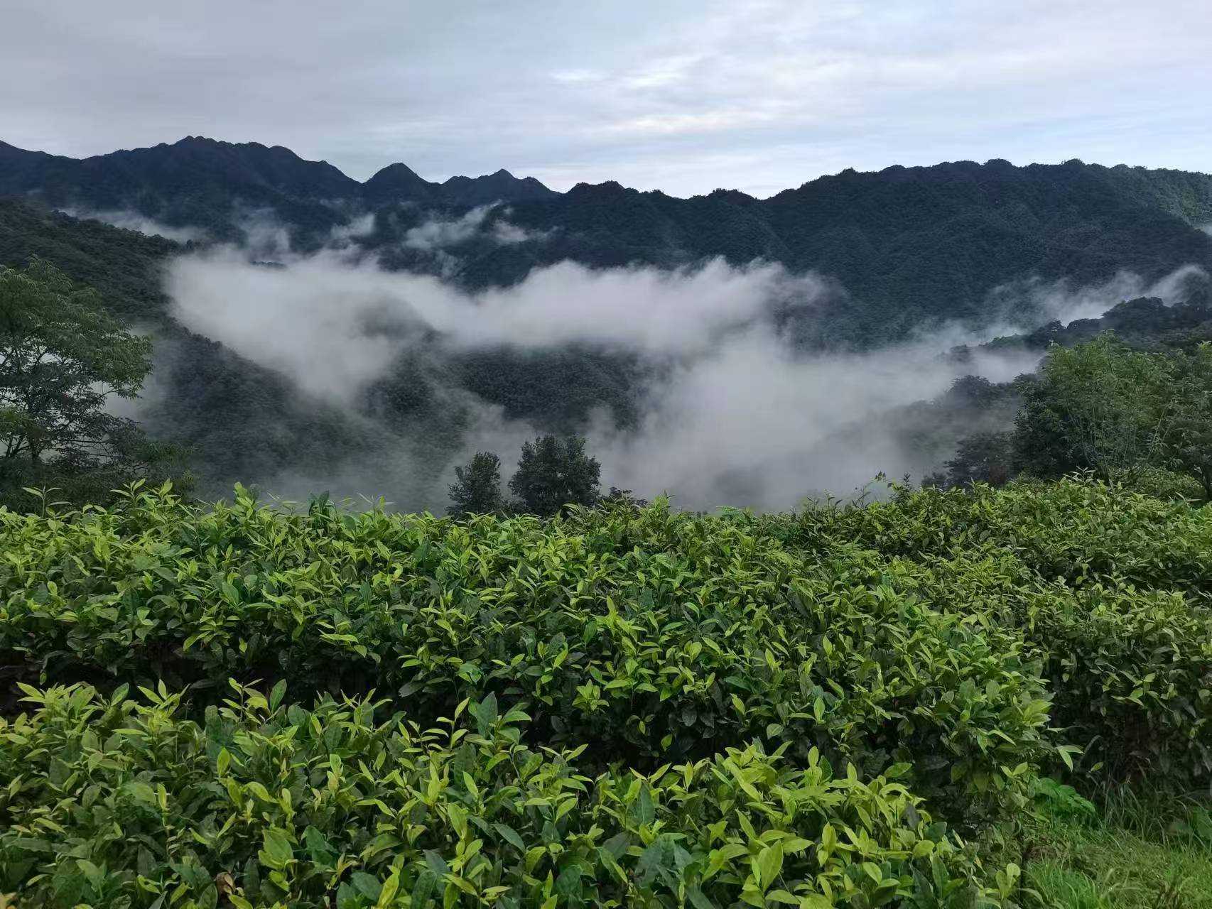 湖南省桃源县:绿色优质农产品基地助力农业高质量发展
