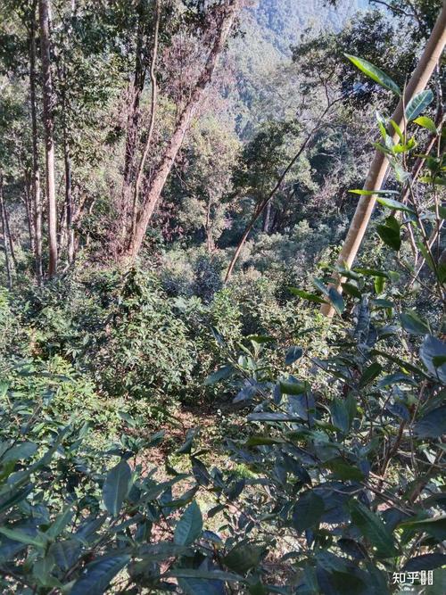 茶叶的种植过程中需要使用农药吗?
