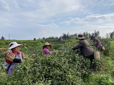 一口"香叶尖",让乡村共富有迹可"茶"