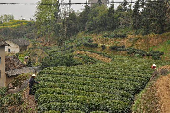 茶叶种植
