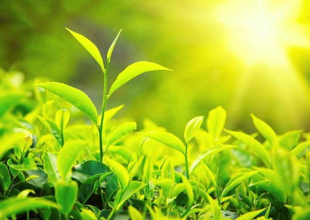 古欧洲瓷器、茶叶长期依赖中国,他们为什么自己制造不出来