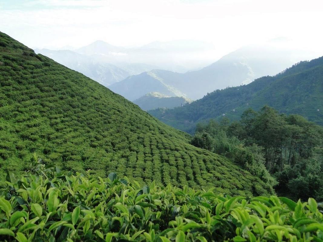 尼泊尔茶叶种植