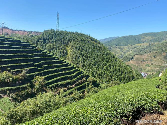 乐昌白毛茶遇干旱,产量骤减,茶叶供不应求